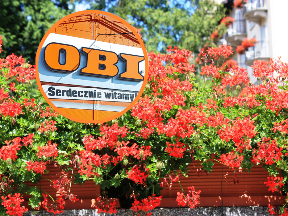 obi