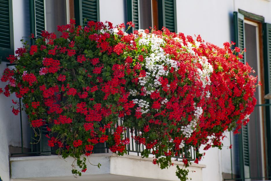 pelargonie