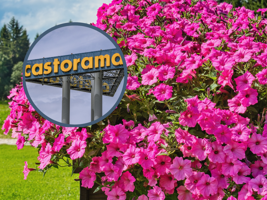 castorama