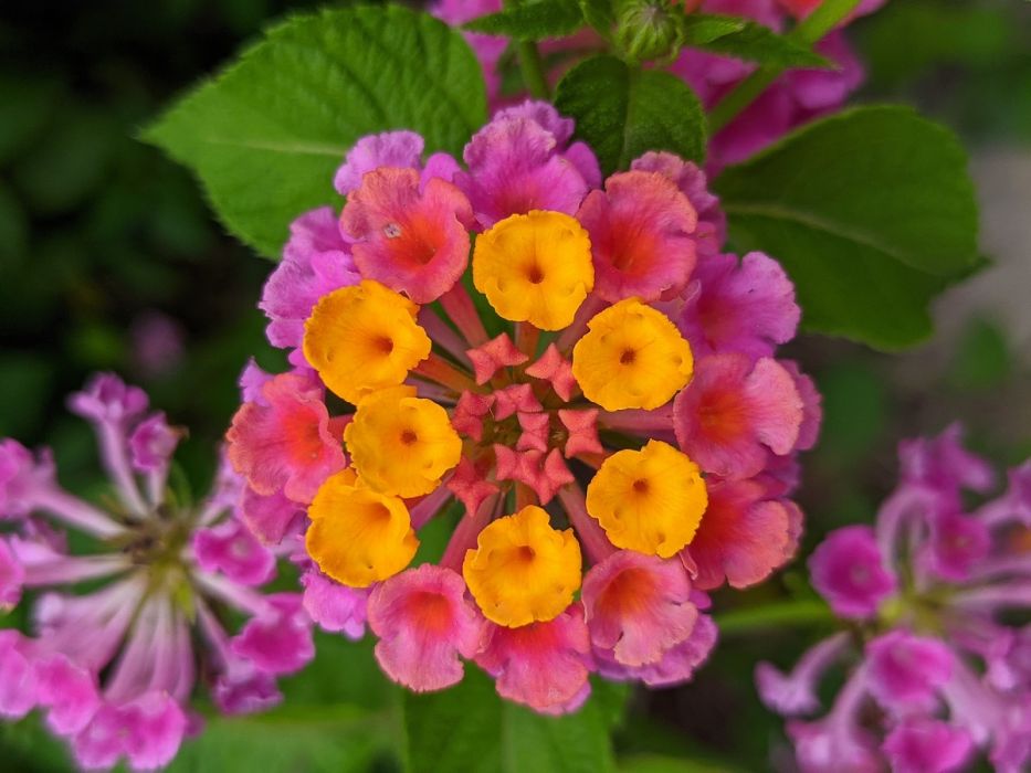 lantana