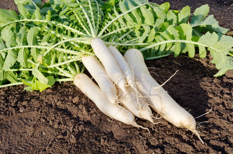 Rzodkiew daikon