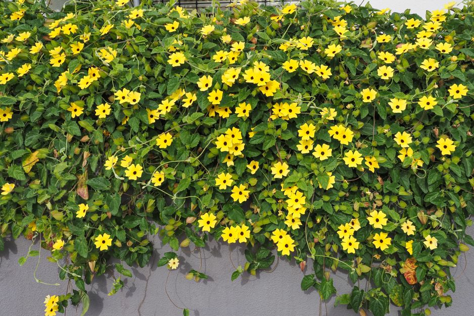 tunbergia