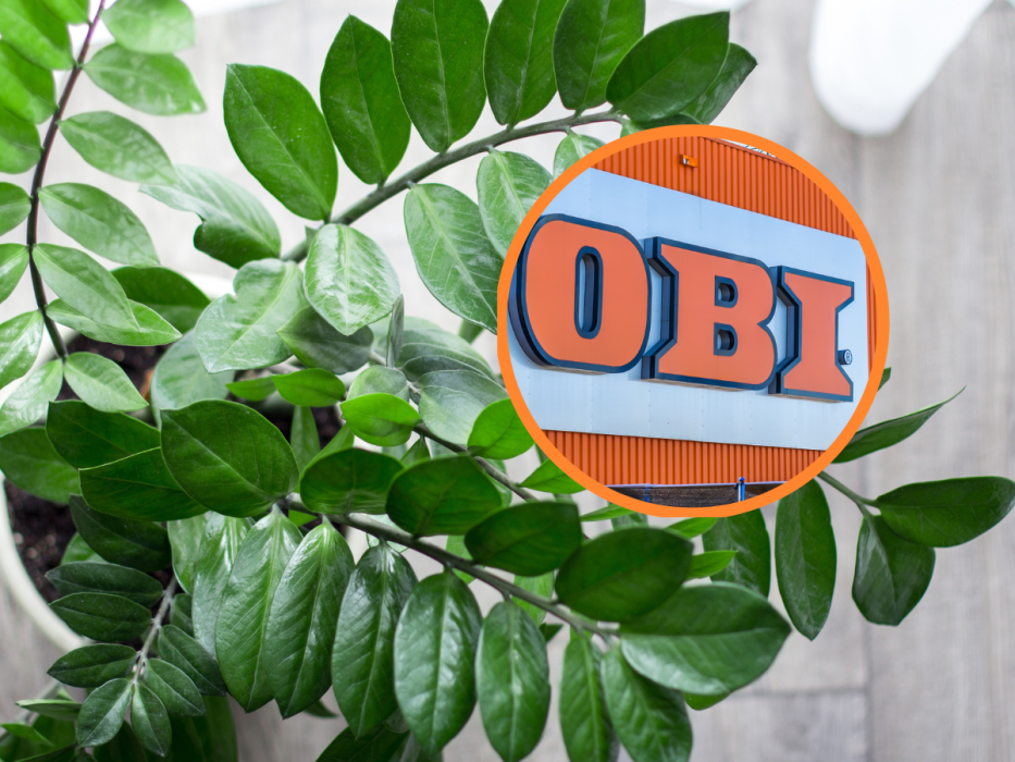 obi