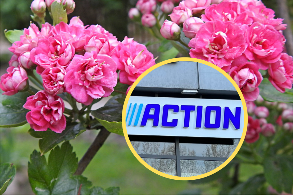 Action