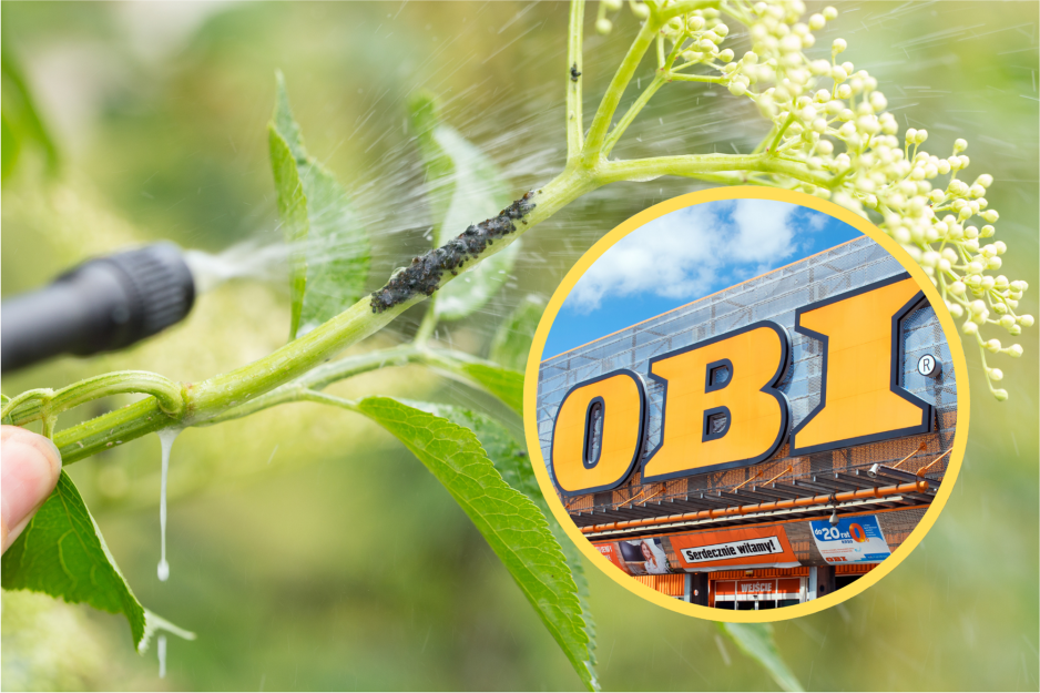 Obi