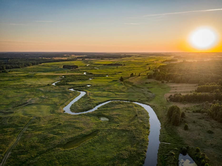 narew