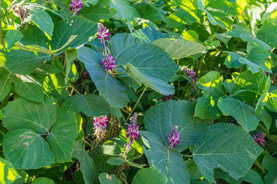 kudzu