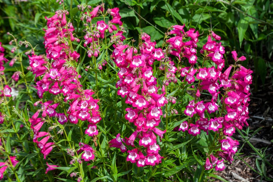 penstemon