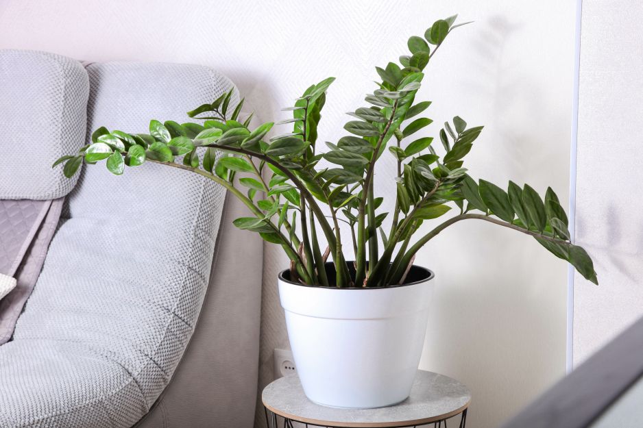 zamioculcas