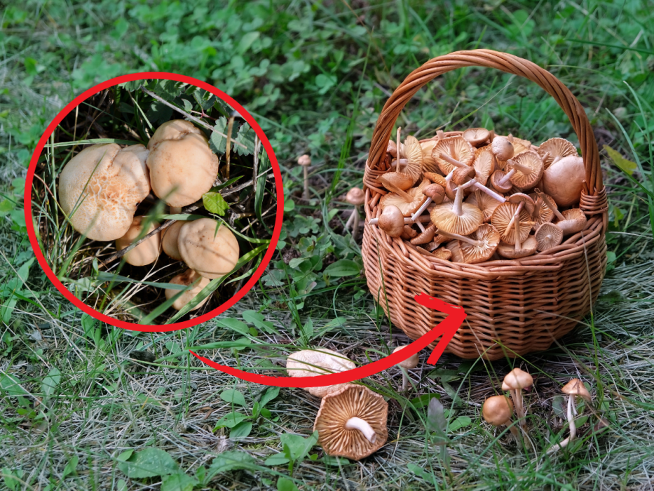 twardzioszek przydrożny