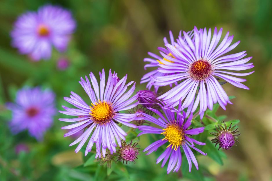 aster