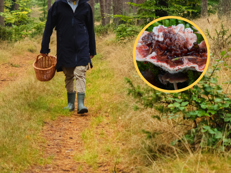 grzybobranie