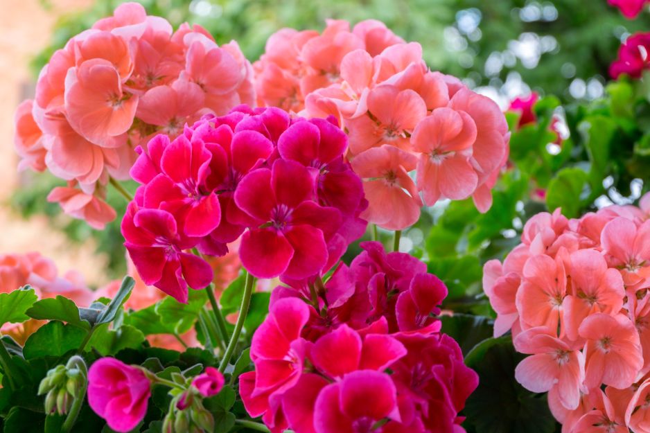 pelargonie