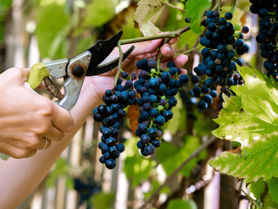 przycinanie winogron