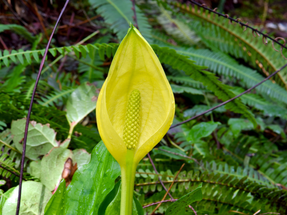 tulejnik amerykański