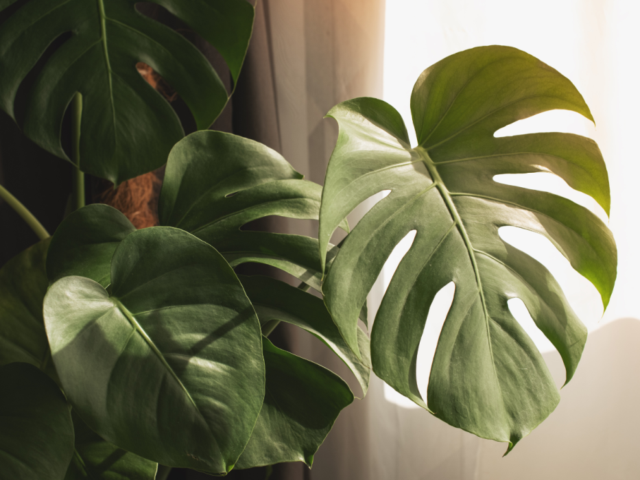 monstera
