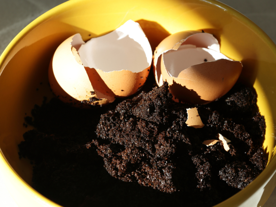 nawóz z fusów z kawy