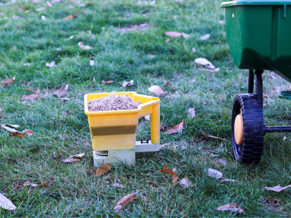 nawożenie trawnika popiołem