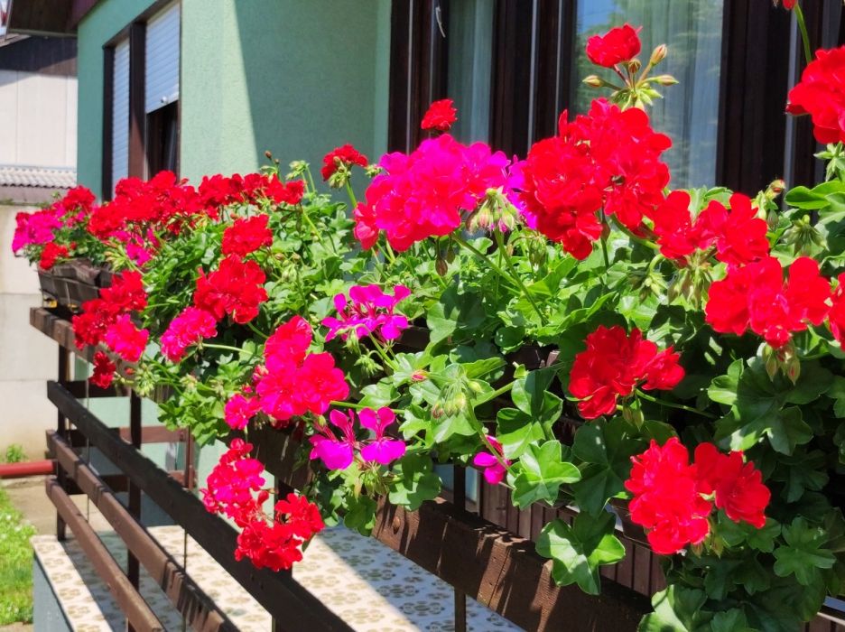 pelargonie