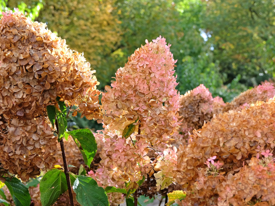 przekwitła hortensja