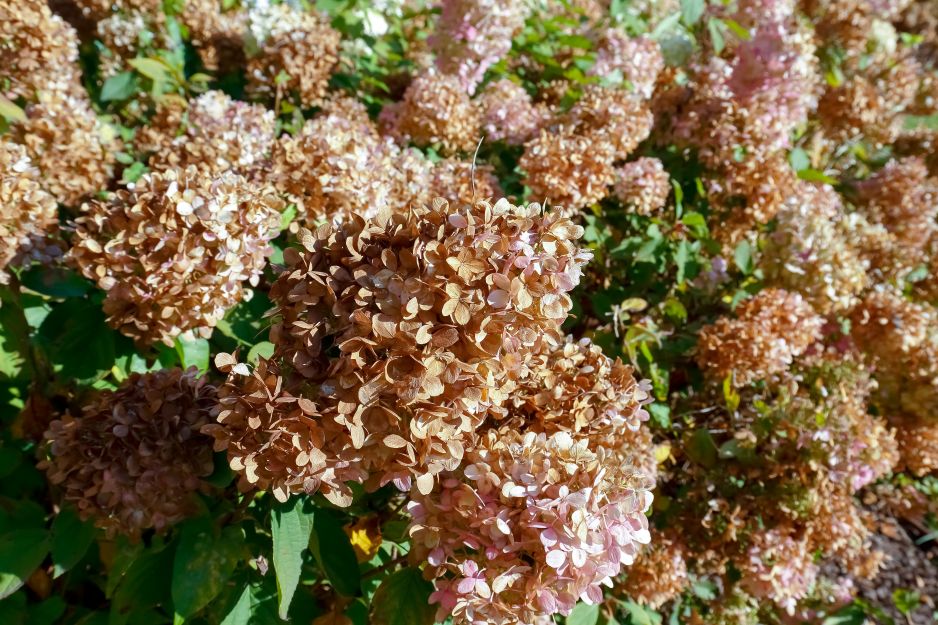 uschnięta hortensja