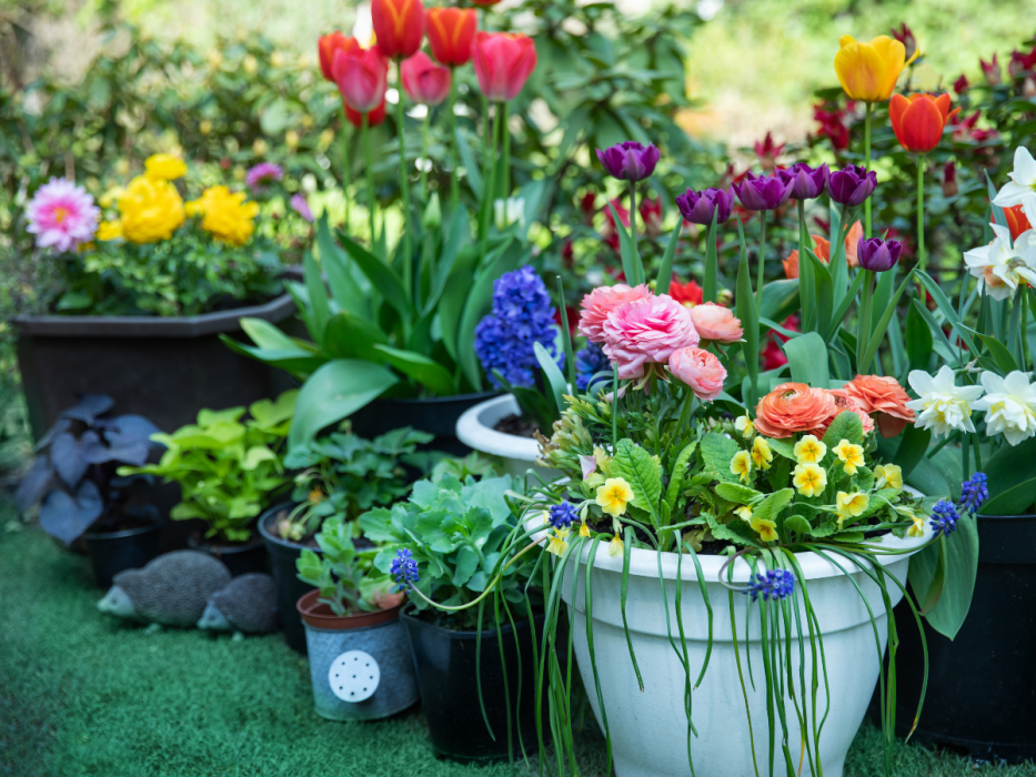 wiosenna kompozycja kwiatowa, hiacynty, tulipany