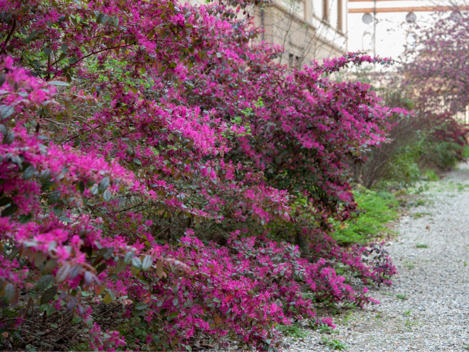 Loropetalum chińskie