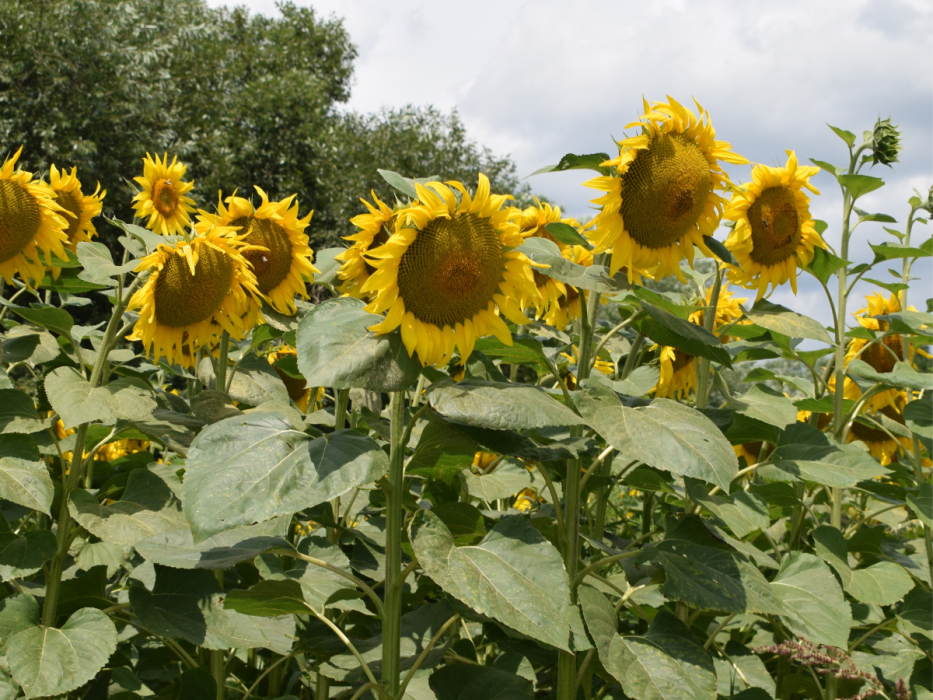 słoneczniki