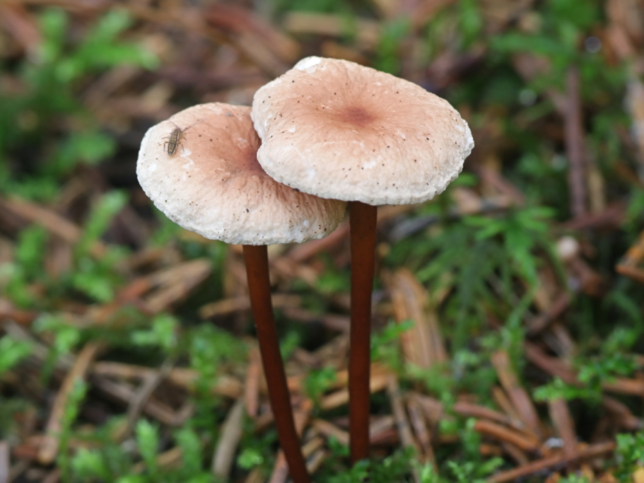 twardzioszek czosnaczek