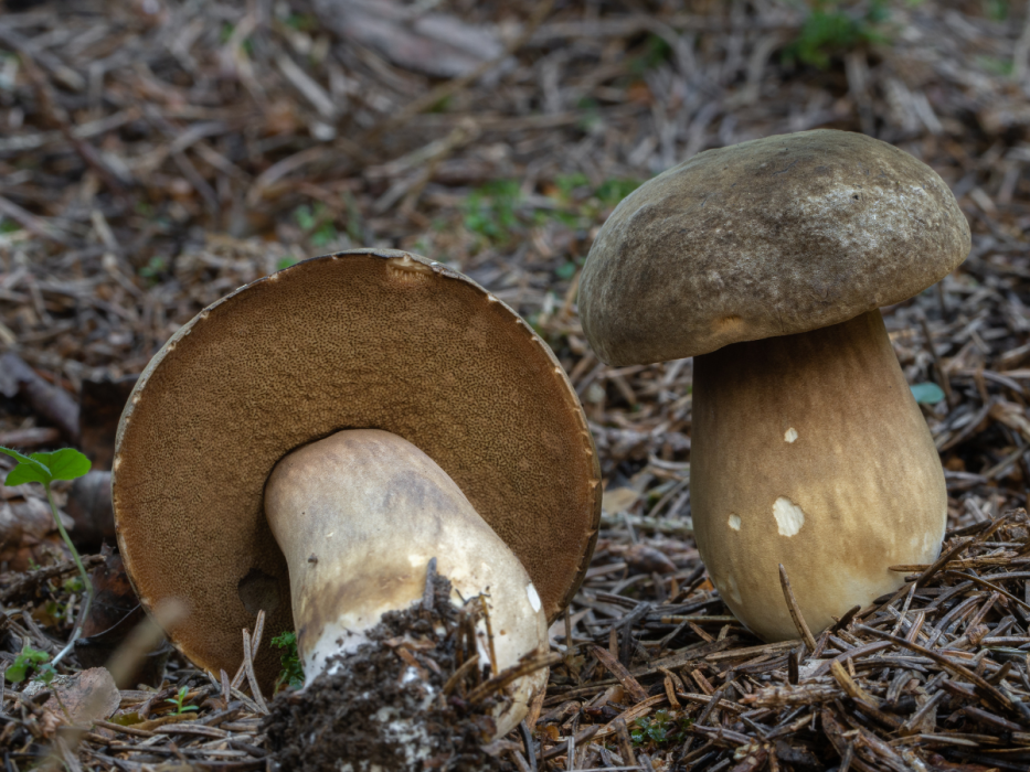 Grzybiec purpurowozarodnikowy