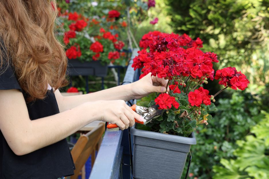 pelargonie