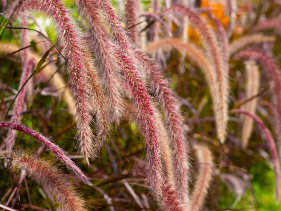 rozplenica japońska