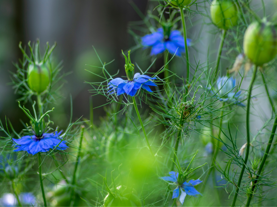 czarnuszka damasceńska