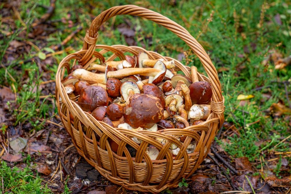 grzyby