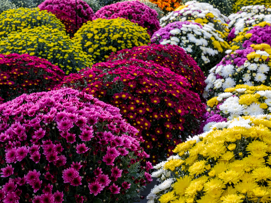 chryzantemy