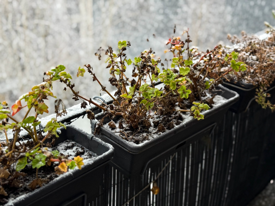 pelargonie zimą
