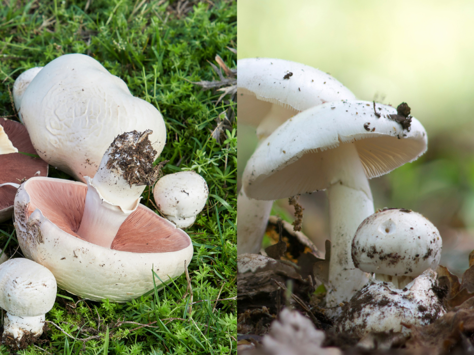 Po lewej pieczarka łąkowa, po prawej muchomor jadowty