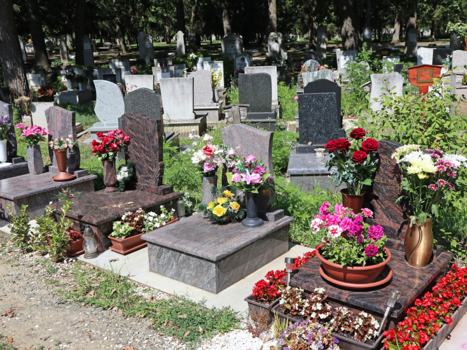 kwiaty na Wszystkich Świętych, chryzantemy