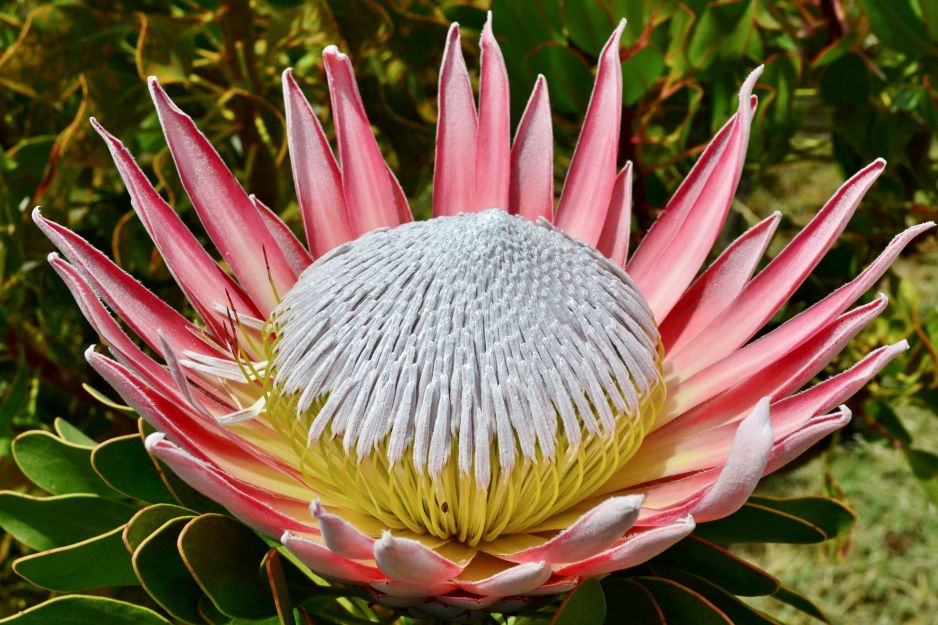 protea