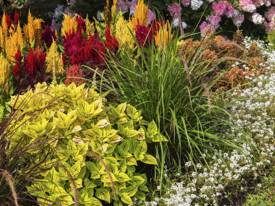 smagliczka nadmorska na rabacie