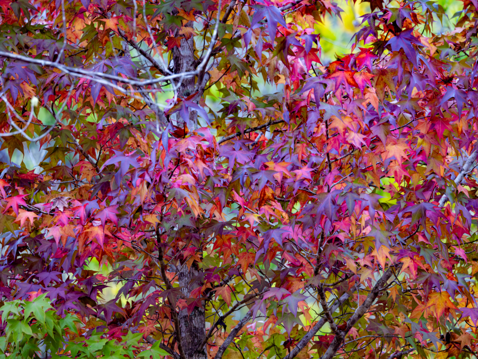 ambrowiec amerykański