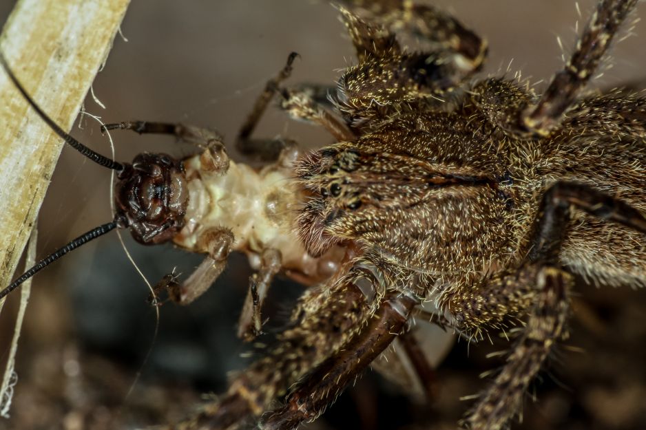 Wałęsak brazylijski