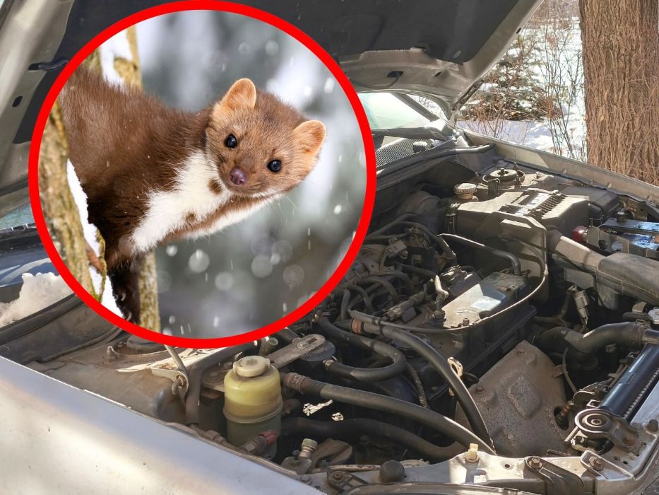 kuna domowa przy masce samochodu