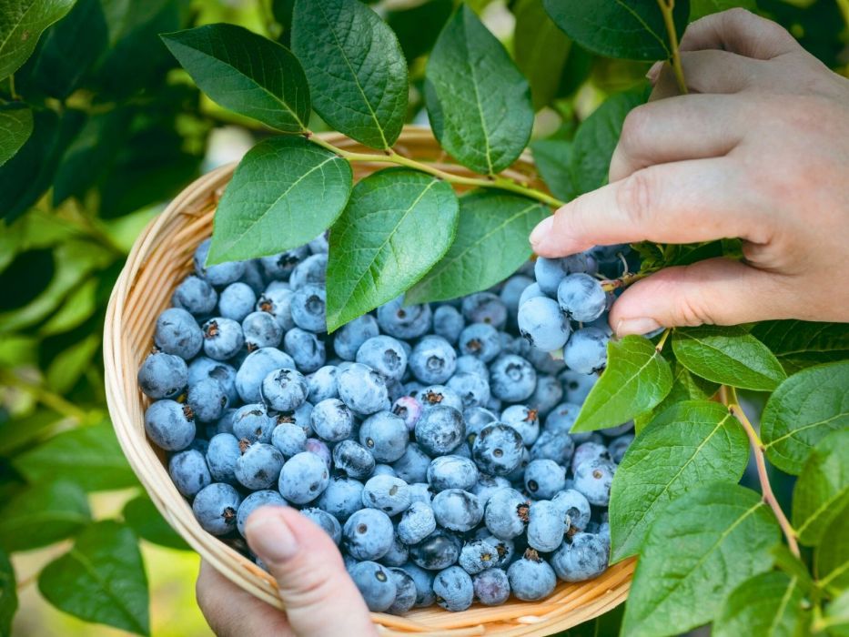 borówka amerykańska