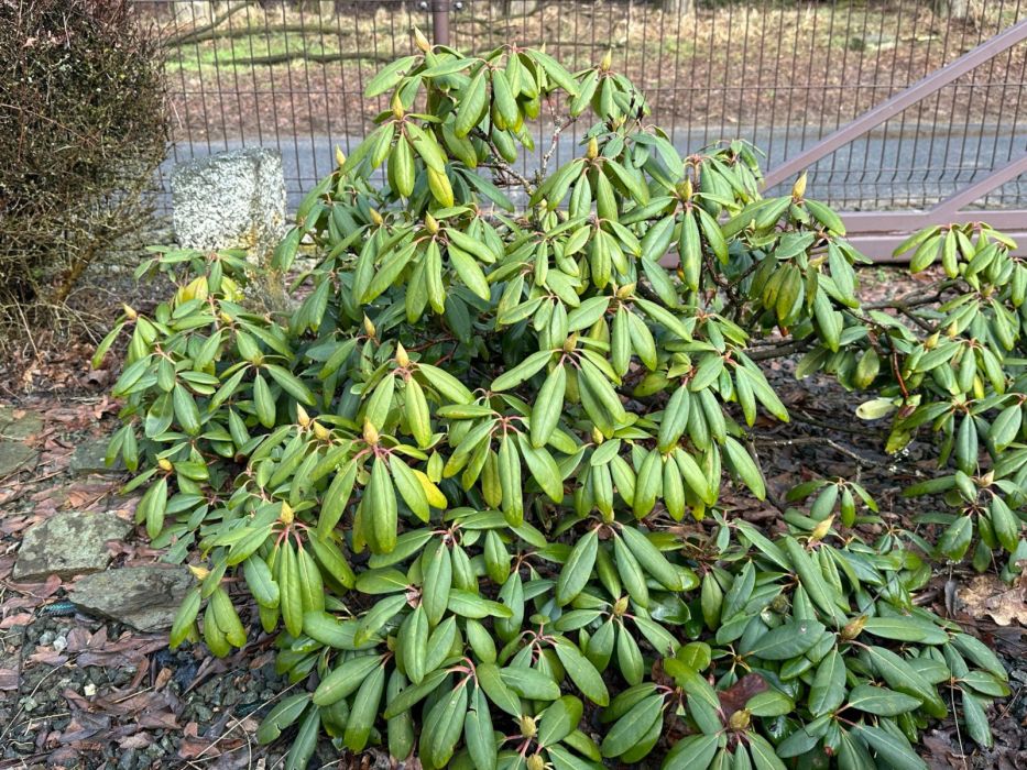 Rododendron, ostatnie dni lutego są kluczowe