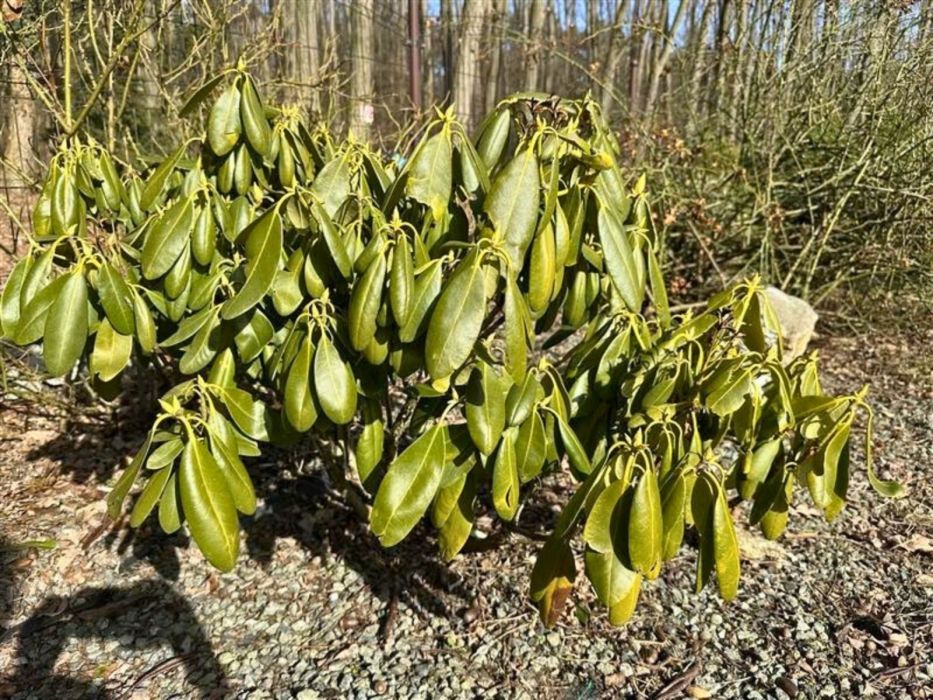 rododendron żółknie