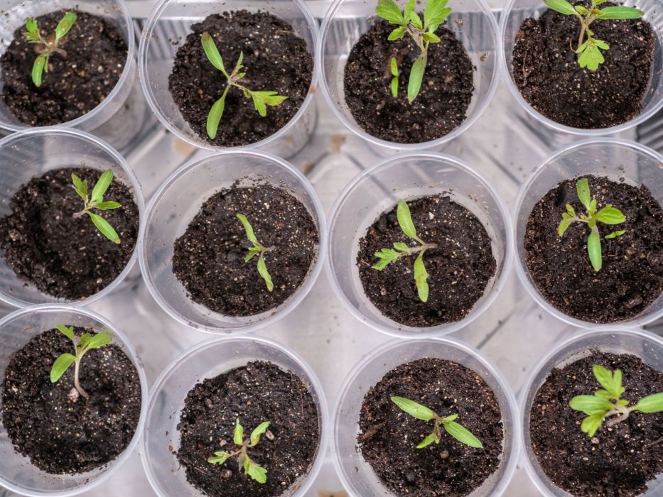 rozsady pomidorów, sadzonki