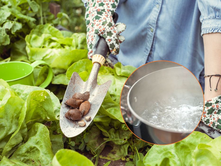 ślimaki garnek domowy sposób