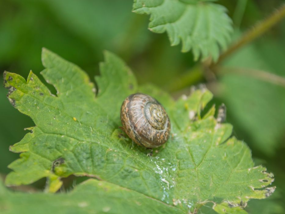 Ślimaki