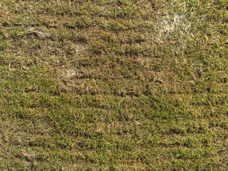 Wertykulacja trawnika